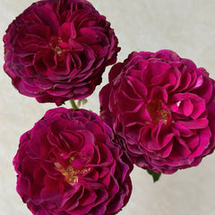 Hiraku Rose Plant