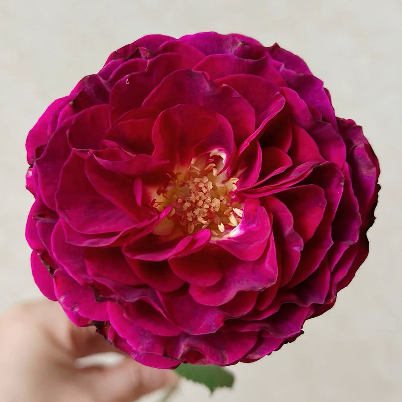 Hiraku Rose Plant