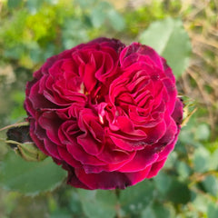 Hiraku Rose Plant