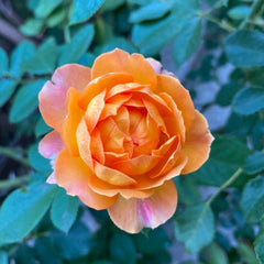 Honey Caramel Rose Plant – Sweet Beauty for Your Garden