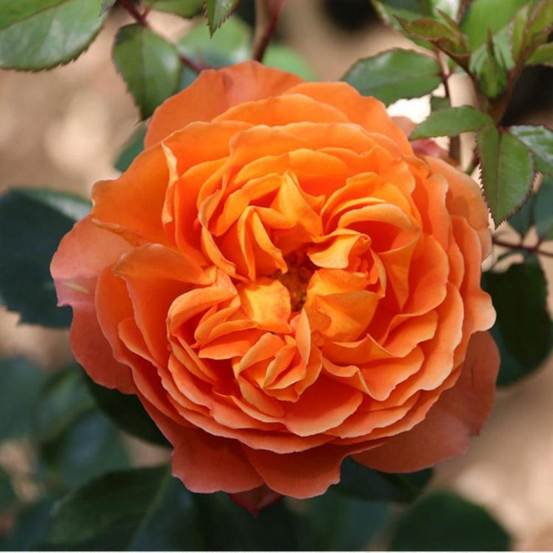 Honey Caramel Rose Plant – Sweet Beauty for Your Garden