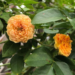 Honey Caramel Rose Plant – Sweet Beauty for Your Garden