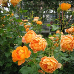 Honey Caramel Rose Plant – Sweet Beauty for Your Garden