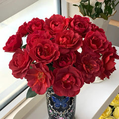 Hot Chocolate Rose Plant|火热巧克力