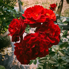 Hot Chocolate Rose Plant|火热巧克力