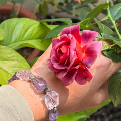 Hot Chocolate Rose Plant|火热巧克力