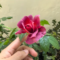 Hot Chocolate Rose Plant|火热巧克力