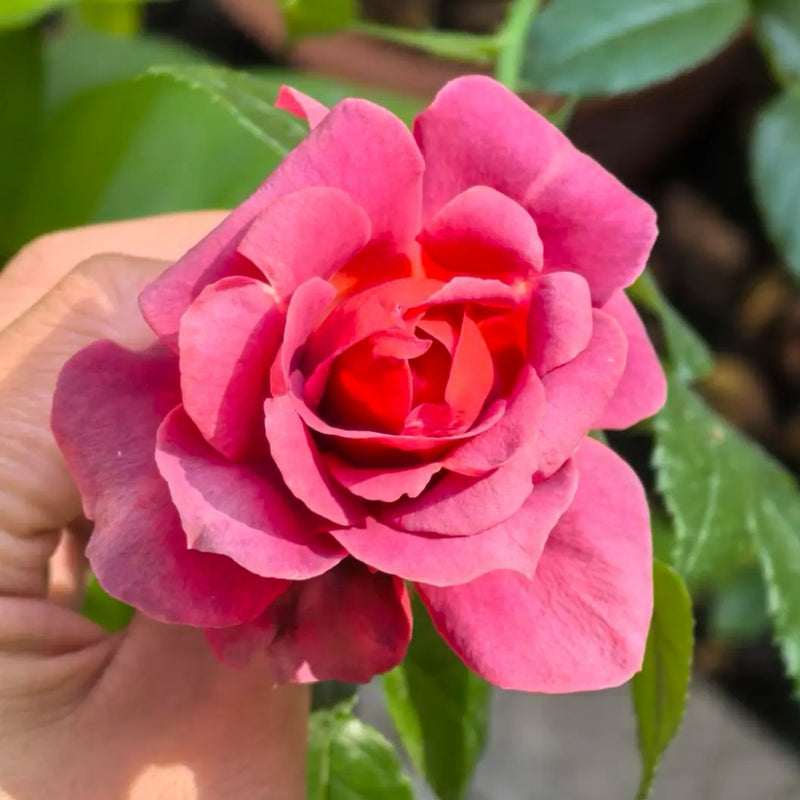 Hot Chocolate Rose Plant|火热巧克力
