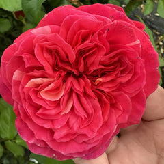 Hot X-pression Rose