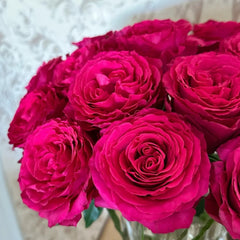 Hotspot Rose Plant