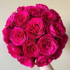 Hotspot Rose Plant