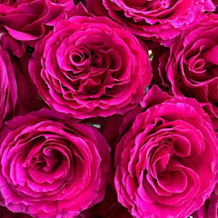Hotspot Rose Plant