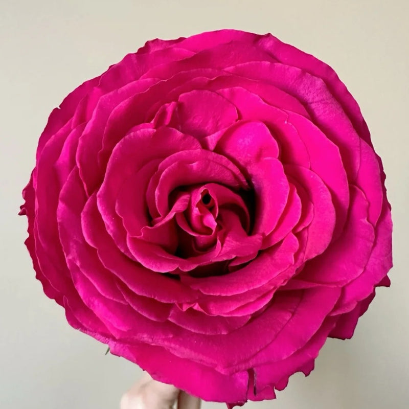 Hotspot Rose Plant