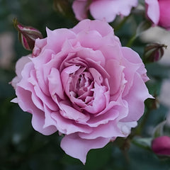 Huanzi Rose Plant|幻紫