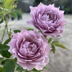 Huanzi Rose Plant|幻紫