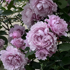 Huanzi Rose Plant|幻紫