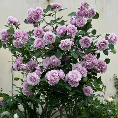 Huanzi Rose Plant|幻紫