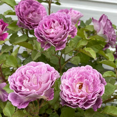 Huddersfield Choral Society Rose: Continuous Blooming Beauty