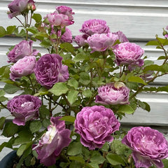 Huddersfield Choral Society Rose: Continuous Blooming Beauty