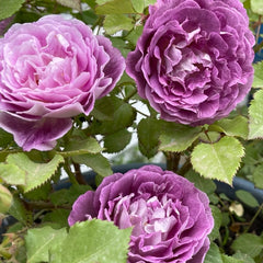 Huddersfield Choral Society Rose: Continuous Blooming Beauty