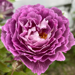 Huddersfield Choral Society Rose: Continuous Blooming Beauty