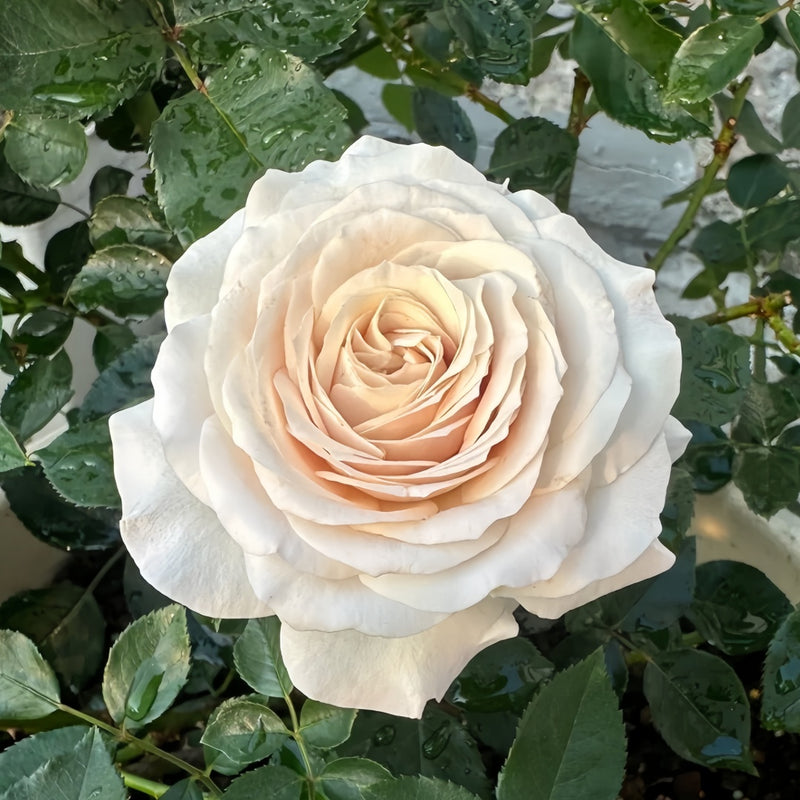 Ibuki Rose