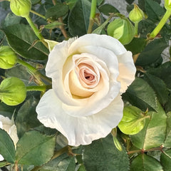 Ibuki Rose