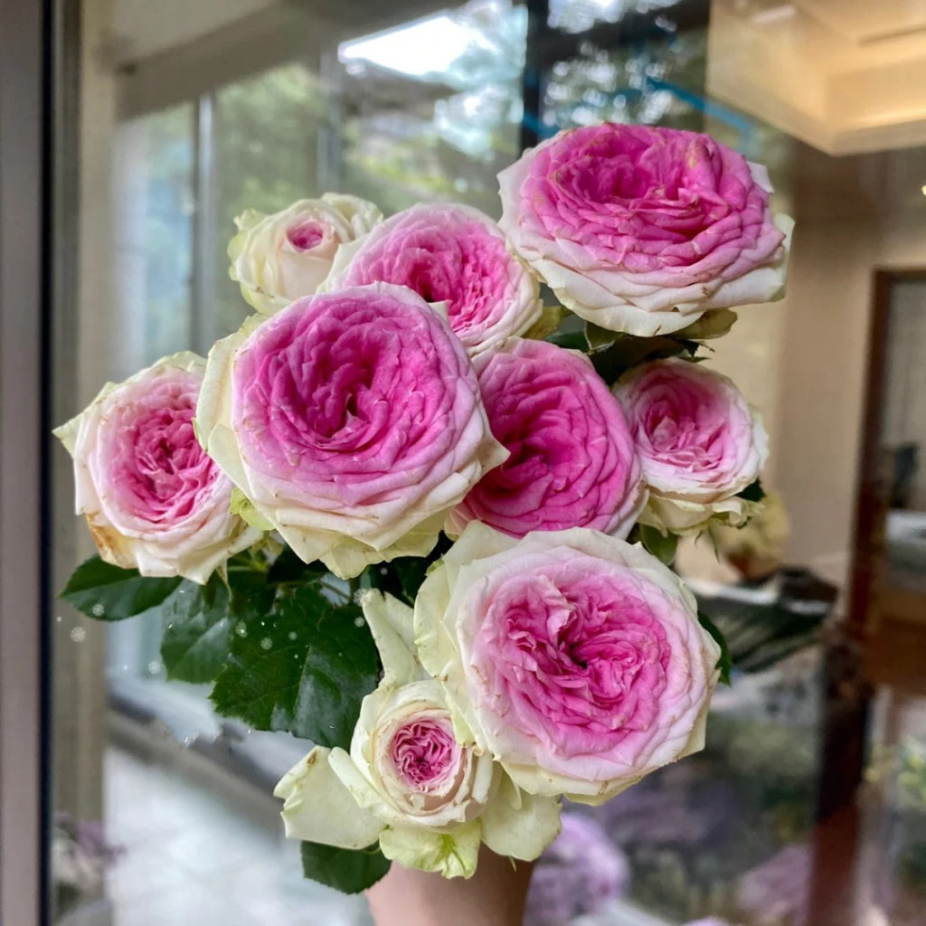 ice rose succulent Ice Cream Balcony Rose Plant|冰淇淋阳台