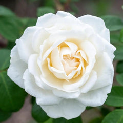 Iceberg Climbing Rose Plant – A Stunning Climber for Your Garden