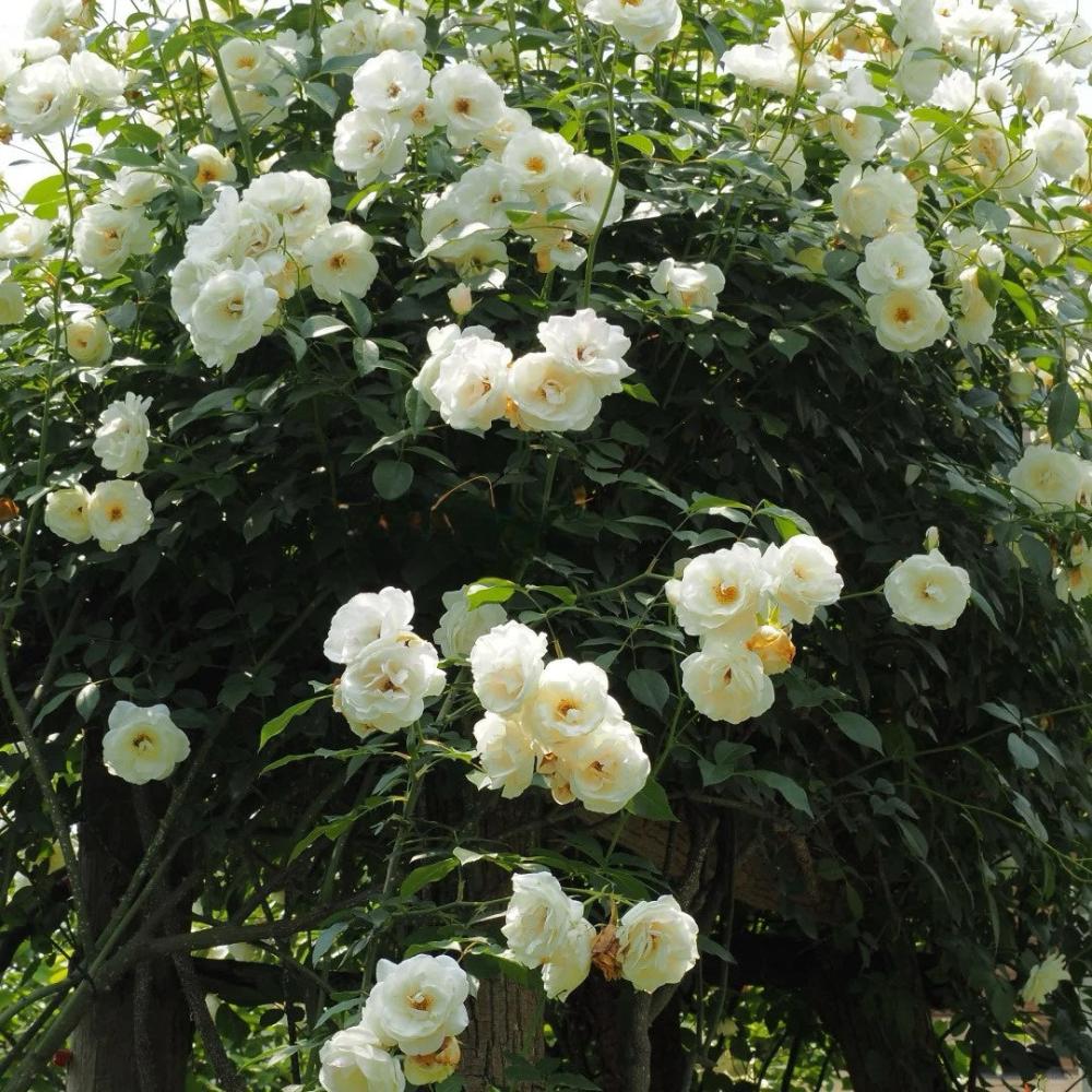 iceberg rose seeds Climbing Iceberg Climbing Rose 4.5L