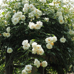 Iceberg Climbing Rose Plant – A Stunning Climber for Your Garden