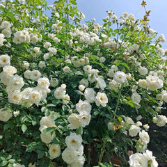 Iceberg Climbing Rose Plant – A Stunning Climber for Your Garden