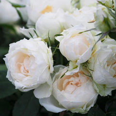 Iceberg Climbing Rose Plant – A Stunning Climber for Your Garden