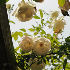 Iceberg Climbing Rose Plant – A Stunning Climber for Your Garden