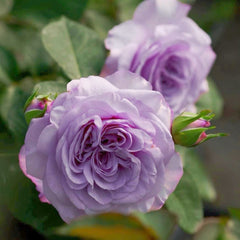 Ilias Rose Plant