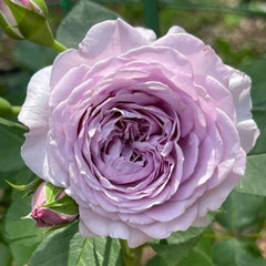 Ilias Rose Plant