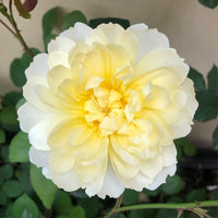 Imogen Rose Plant (David Austin) | 伊莫金