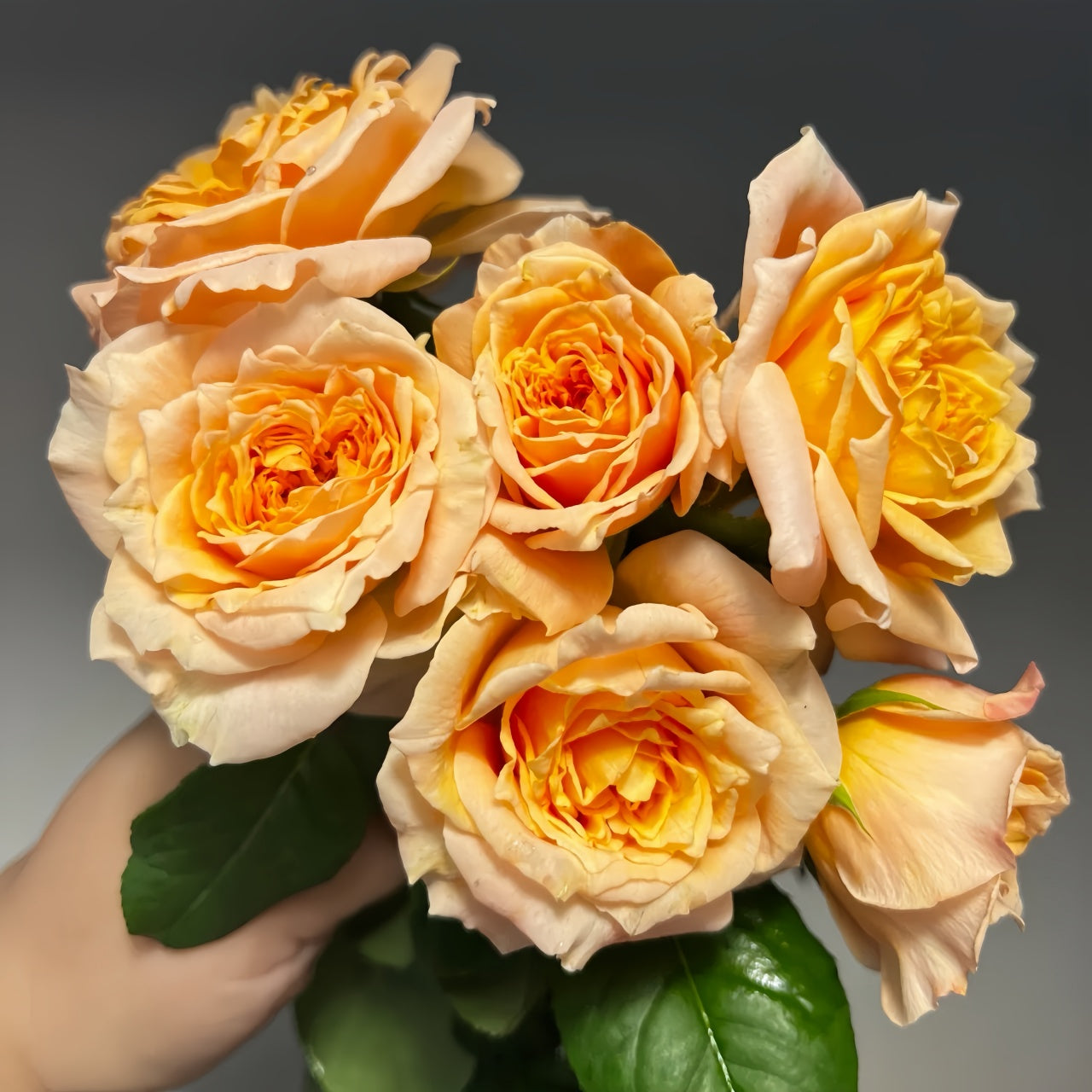 Yellow Impact Color Roses Impact Rose Plant|冲击 – Rose_Explosion