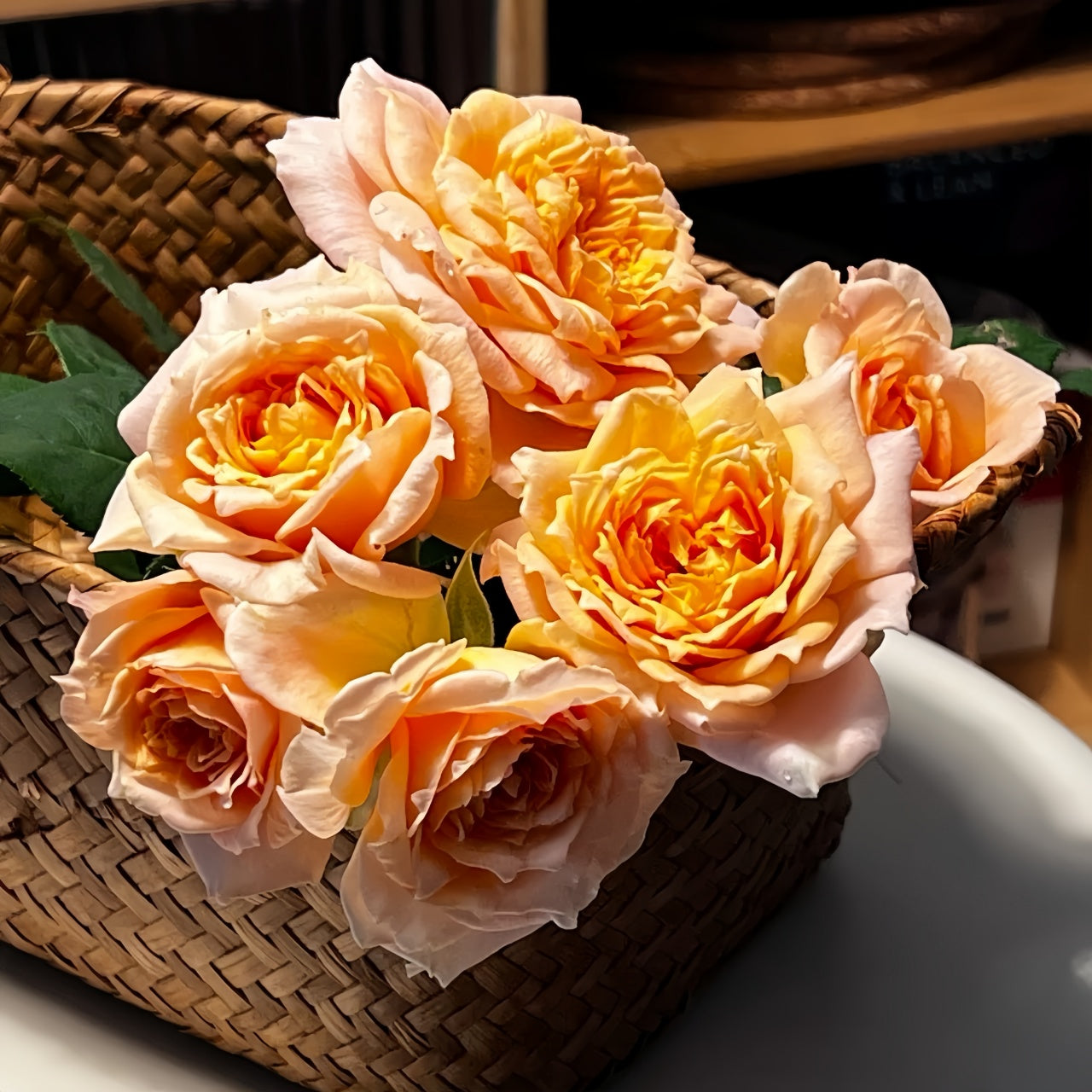 Yellow Impact Color Roses Impact Rose Plant|冲击 – Rose_Explosion