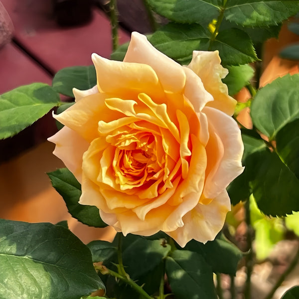 Yellow Impact Color Roses Impact Rose Plant|冲击 – Rose_Explosion