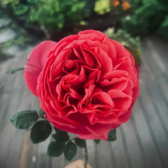 Inclus Rose Plant|英格鲁