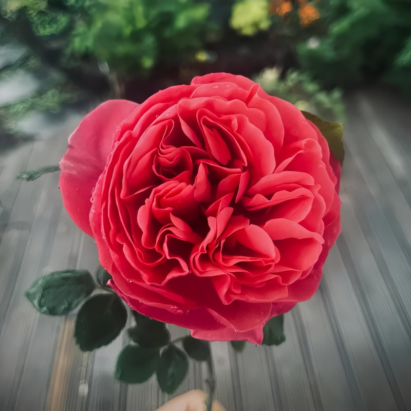 Inclus Rose Plant|英格鲁