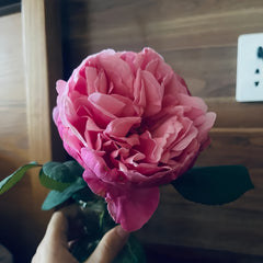 Inclus Rose Plant|英格鲁