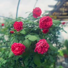 Inclus Rose Plant|英格鲁