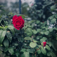 Inclus Rose Plant|英格鲁