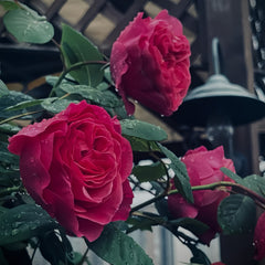 Inclus Rose Plant|英格鲁
