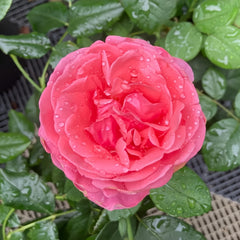 Inclus Rose