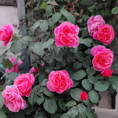 Inclus Rose