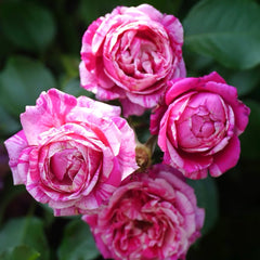 Ines Sastre rose