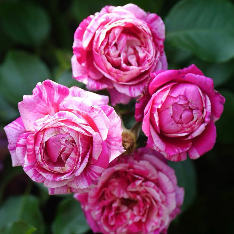 Ines Sastre rose